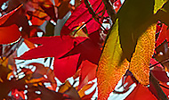 Autumn Leaves in OpticsPro 10, Piccure+