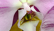 An Orchid a Day