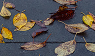 A Carpet of Fallen Leaves