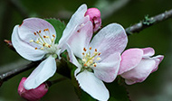 Blossoms on the Apple Tree